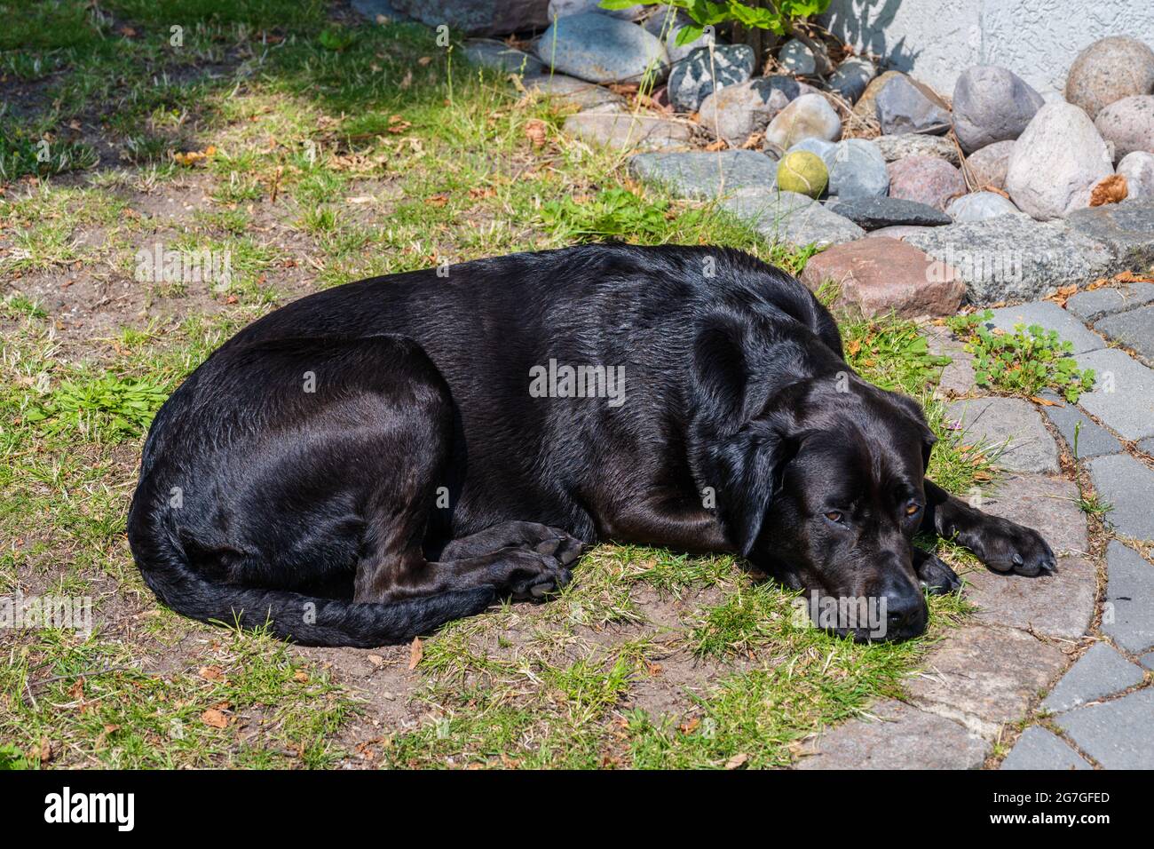Hund vor einem Grunstück auf Wache liegend Foto Stock