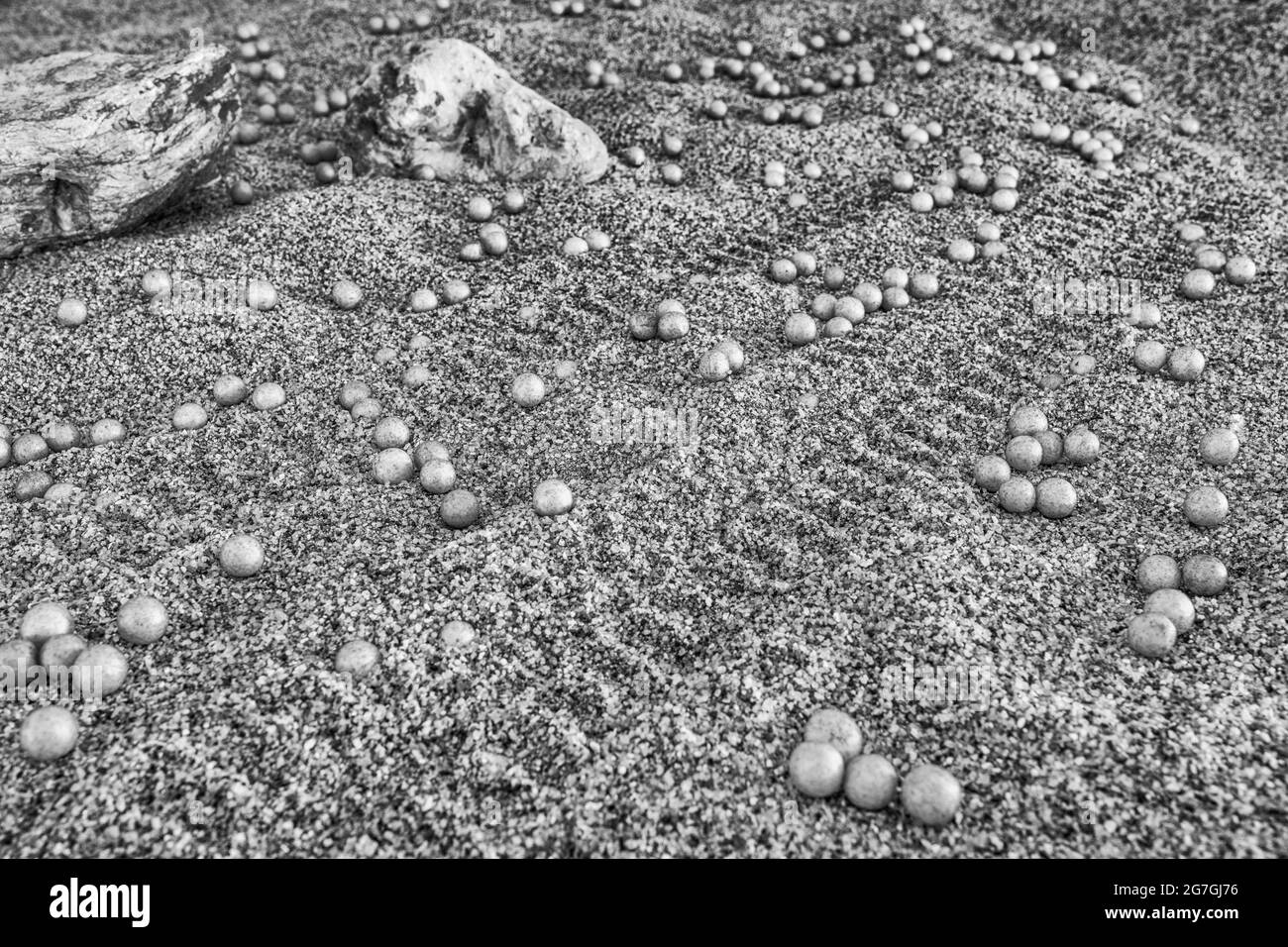 Resa in bianco e nero della ricerca della lingua in guancia per la vita su Marte & i mirtilli della NASA (a volte chiamati funghi marziani). Inutile dire, NON Marte. Foto Stock