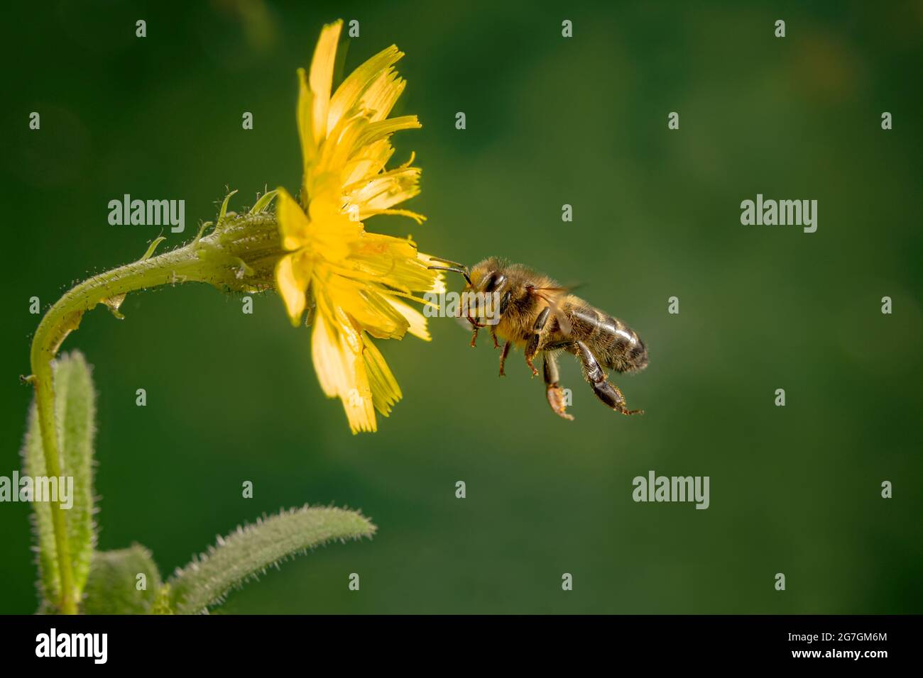 Macro shot di api europee miele Apis mellifera che brulica vicino bastone di legno su sfondo nero Foto Stock