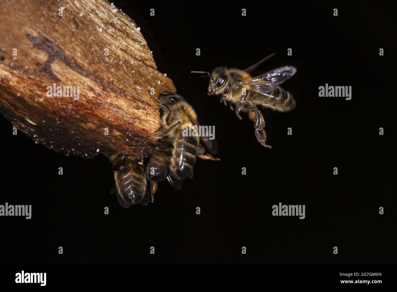 Macro shot di api europee miele Apis mellifera che brulica vicino bastone di legno su sfondo nero Foto Stock