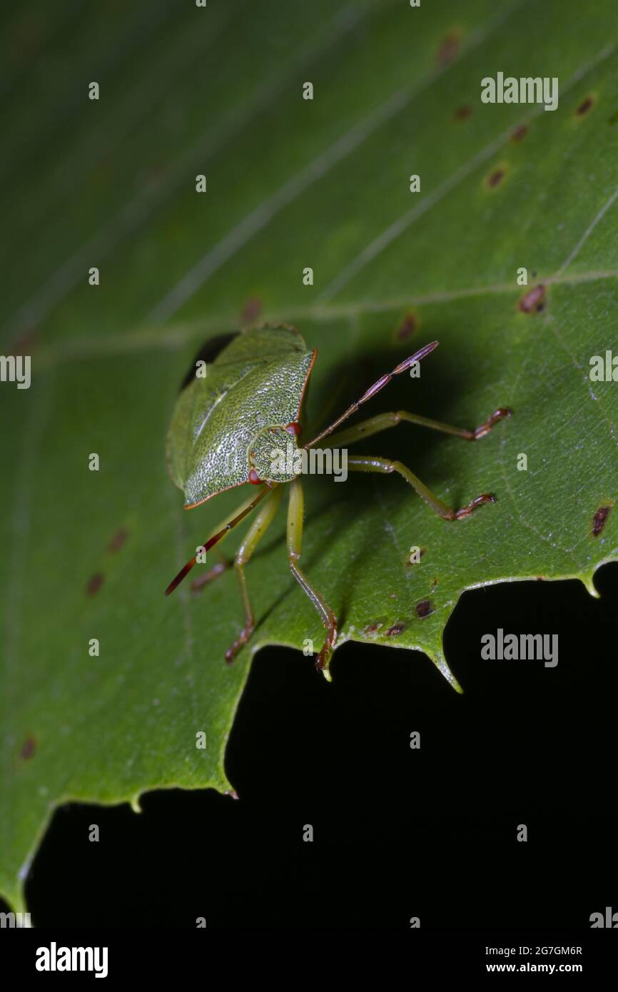 Macro shot di Nezara viridula conosciuta come bug verde del sud del palafetto o bug verde dello scudo meridionale o bug vegetale verde che strisciano su foglie di albero in natura Foto Stock