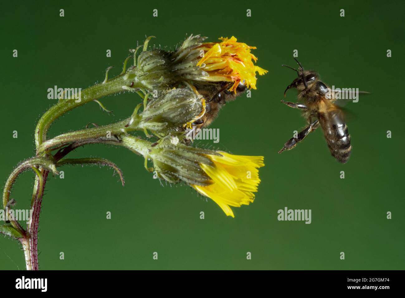 Macro shot di api europee miele Apis mellifera che brulica vicino bastone di legno su sfondo nero Foto Stock