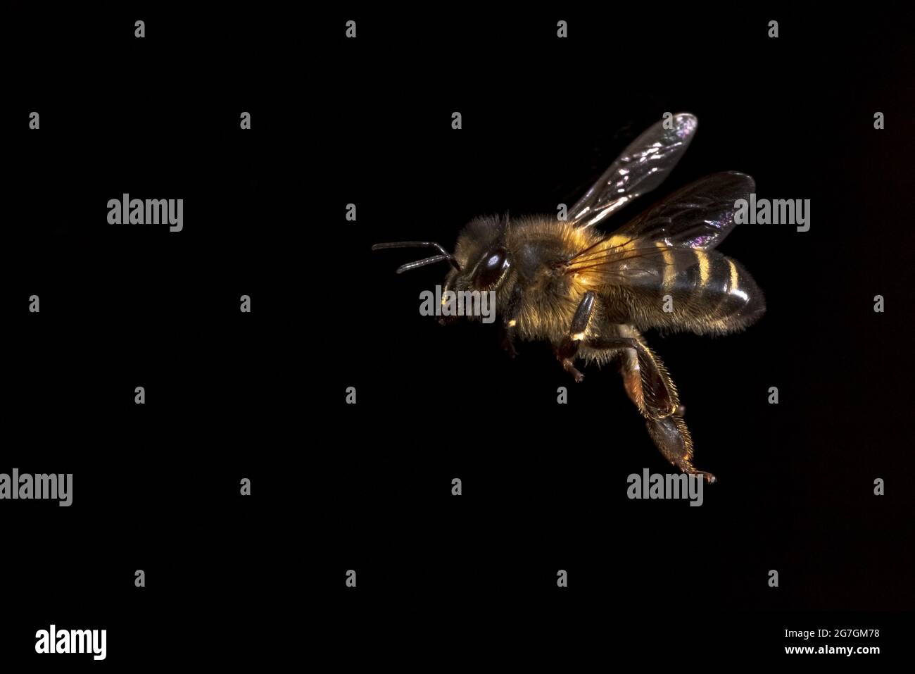 Macro shot di api europee miele Apis mellifera che brulica vicino bastone di legno su sfondo nero Foto Stock