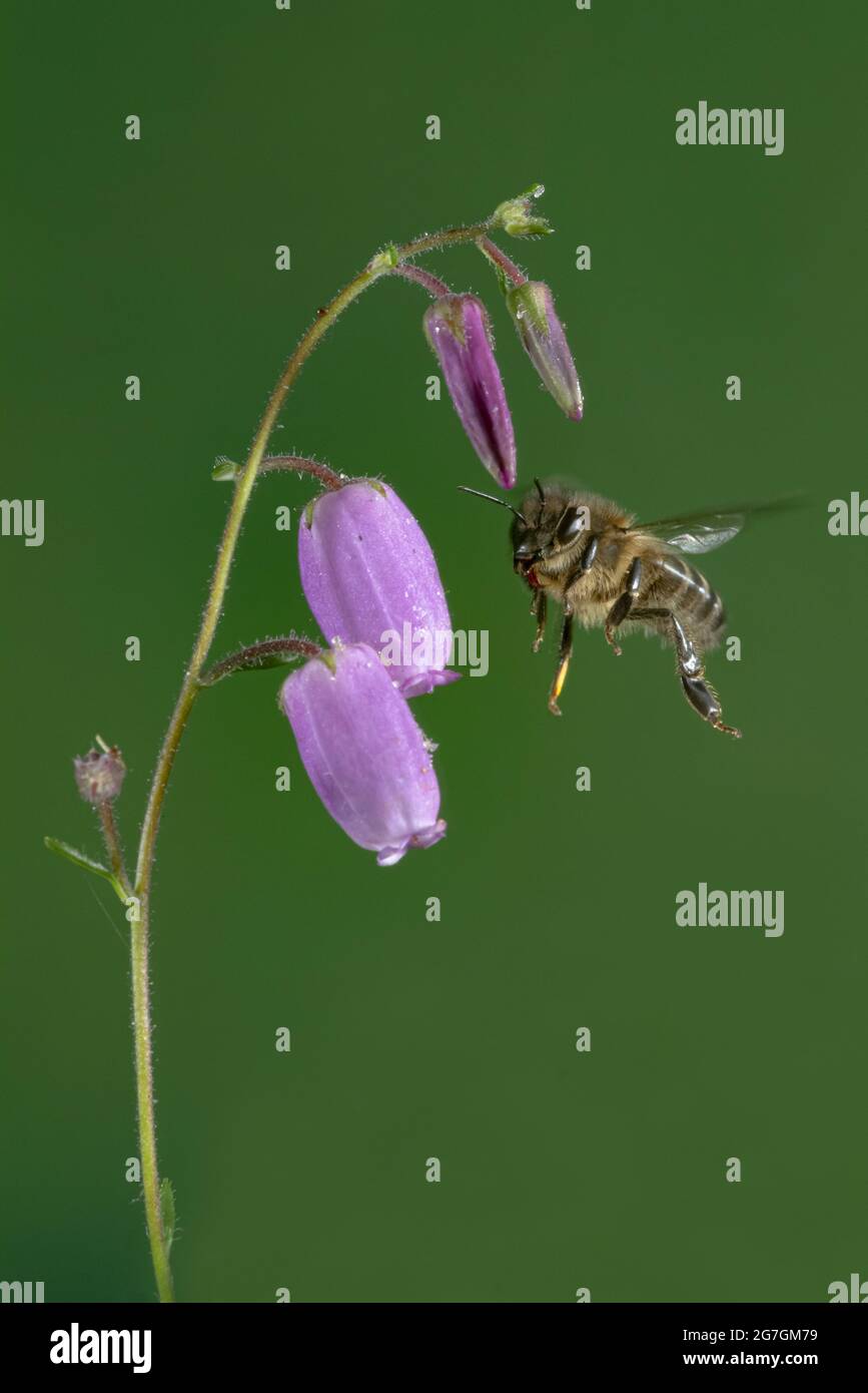 Macro shot di api europee miele Apis mellifera che brulica vicino bastone di legno su sfondo nero Foto Stock