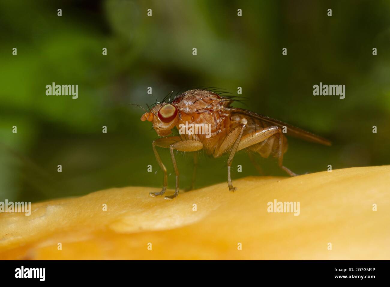 Macro shot di insetto Drosophila melanogaster o aceto mosca anche noto come frutta mosca seduta su pianta gialla Foto Stock