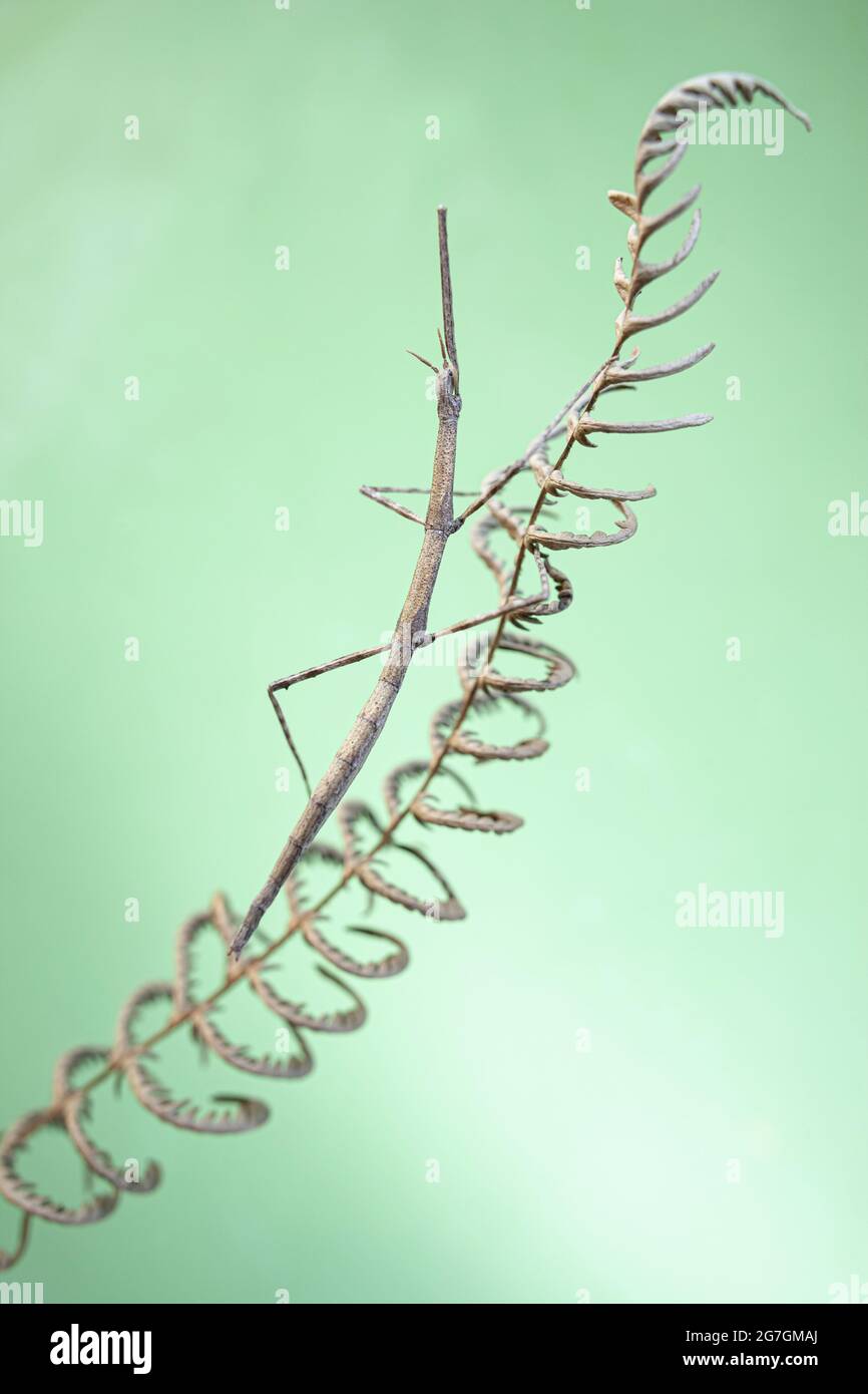 Closeup di Leptynia hispanica specie di bastone insetto seduta immobile su erba ramoscello contro sfondo verde offuscato in natura Foto Stock