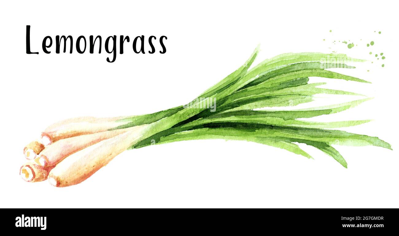 Pianta di limongrass fresca. Immagine disegnata a mano con acquerello, isolata su sfondo bianco Foto Stock Pianta di limongrass fresca. Immagine disegnata a mano con acquerello, isolata su sfondo bianco Foto Stock