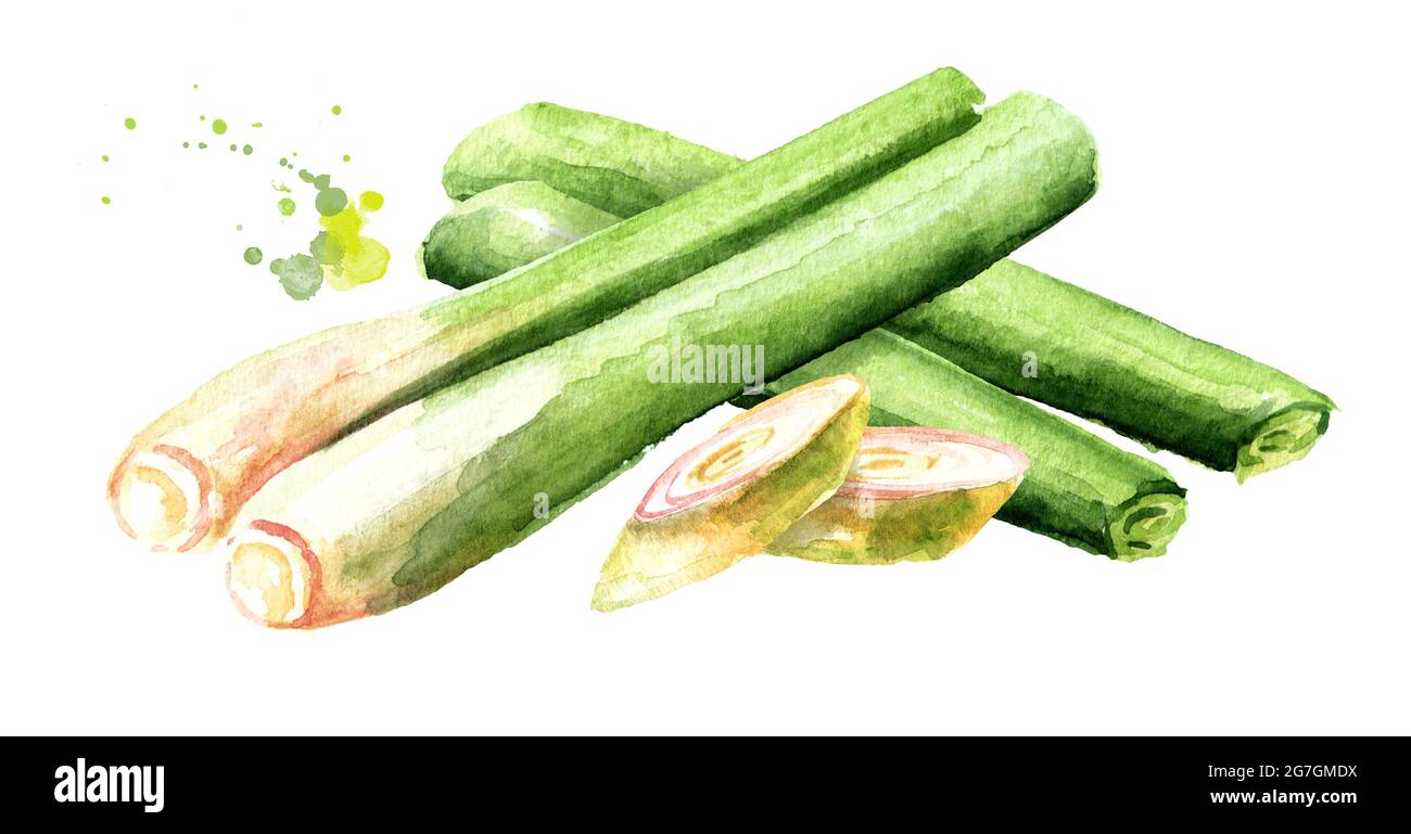 Piante di limongrass fresche con fette. Immagine disegnata a mano con acquerello, isolata su sfondo bianco Foto Stock Piante di limongrass fresche con fette. Immagine disegnata a mano con acquerello, isolata su sfondo bianco Foto Stock