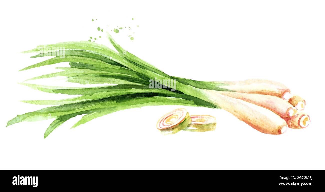 Pianta di limongrass fresca e due fette. Immagine disegnata a mano con acquerello, isolata su sfondo bianco Foto Stock Pianta di limongrass fresca e due fette. Immagine disegnata a mano con acquerello, isolata su sfondo bianco Foto Stock