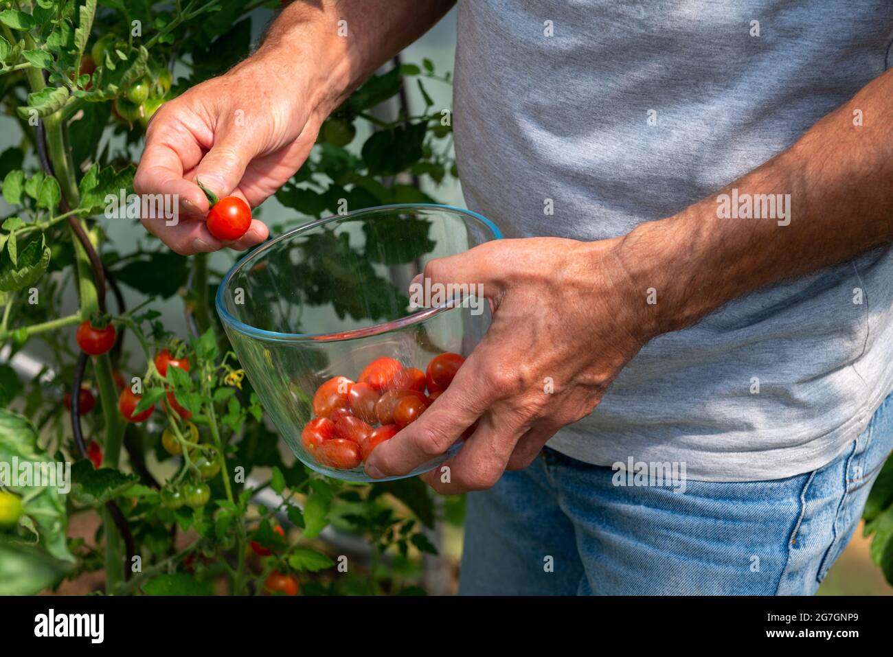 Giardiniere che raccoglie il pomodoro di ciliegia rossa in un stretto Foto Stock