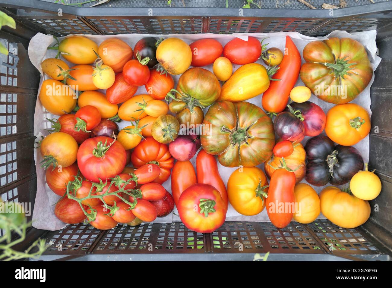 Pomodori Heirloom colorati raccolti nella scatola. Sfondo cibo estivo. Foto Stock