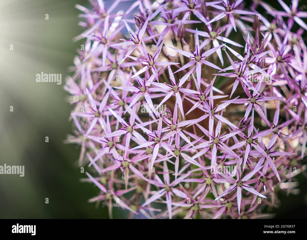 Stelle di Persia Allium Christophii cuscinetti perenni in gomma contengono fino a 100 stelle a forma di fuchsia fiori con un lucentezza metallica che cresce in fiore selvatico Foto Stock