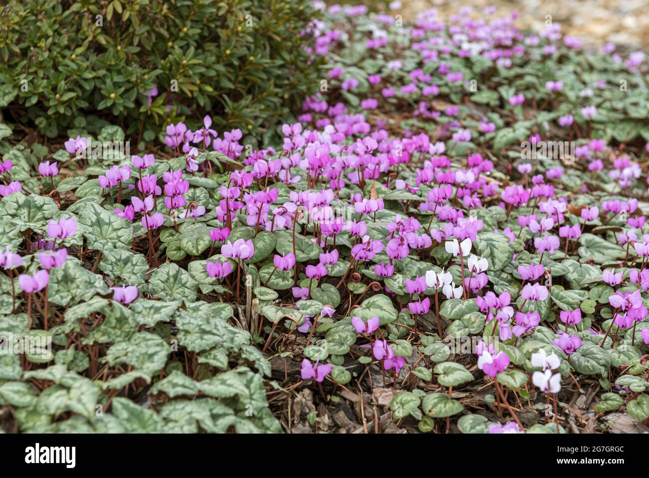 Orientale (ciclamino Ciclamino coum), fioritura Foto Stock