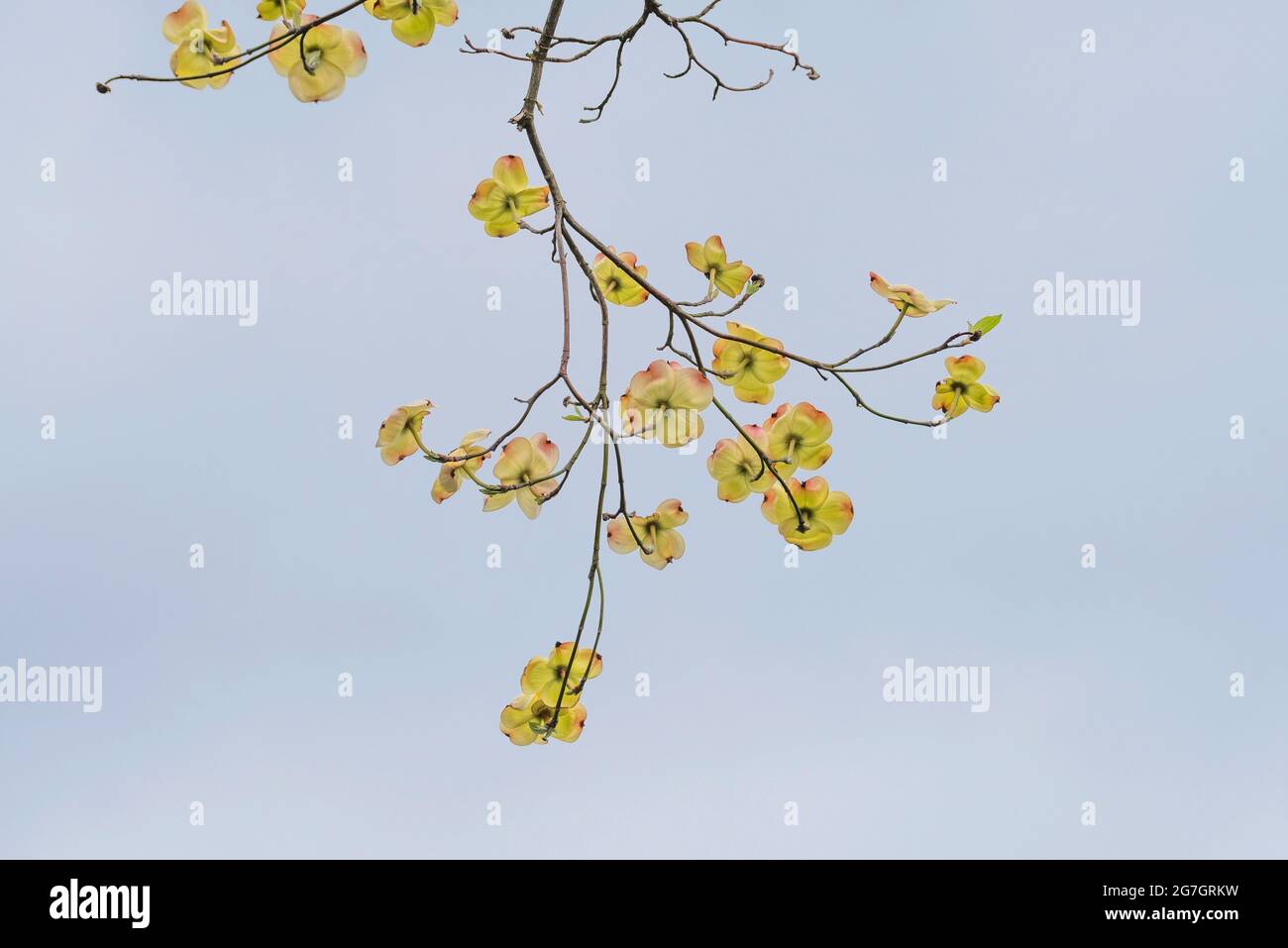 Dogwood fiorito, bosso americano (Cornus florida), ramo forma sotto, Germania Foto Stock