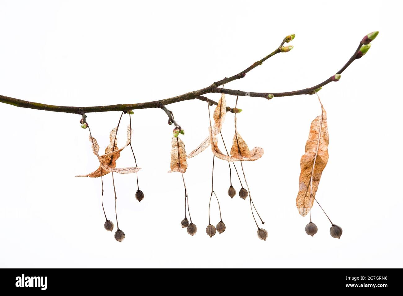 basswood, tiglio, tiglio (Tilia spec.), ramo con gemme un frutto dell'anno prima Foto Stock