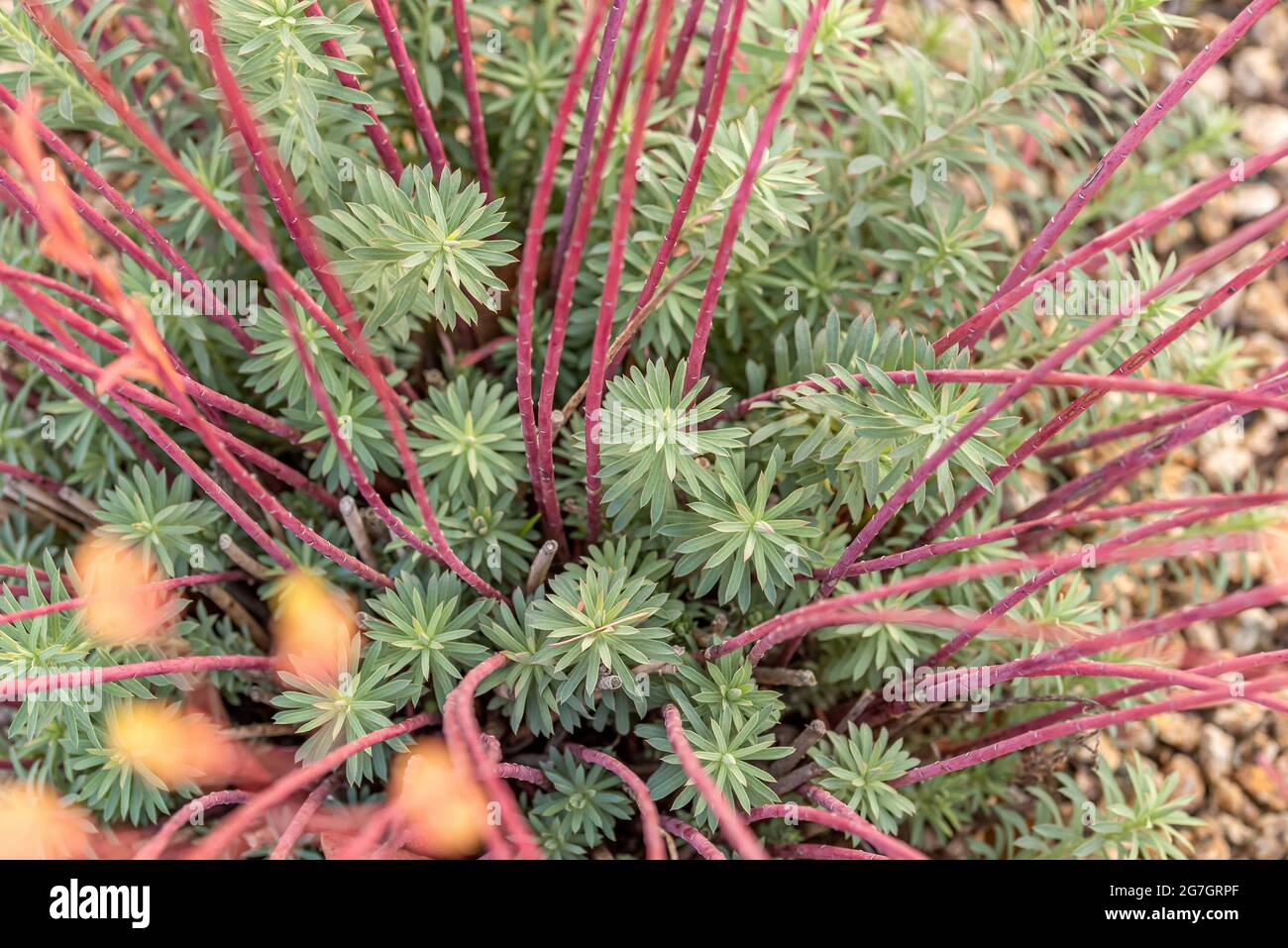 Spurge, Seguier's Spurge (Euphorbia seguieriana ssp. Niciciana, Euphorbia niciciana), nei colori autunnali Foto Stock