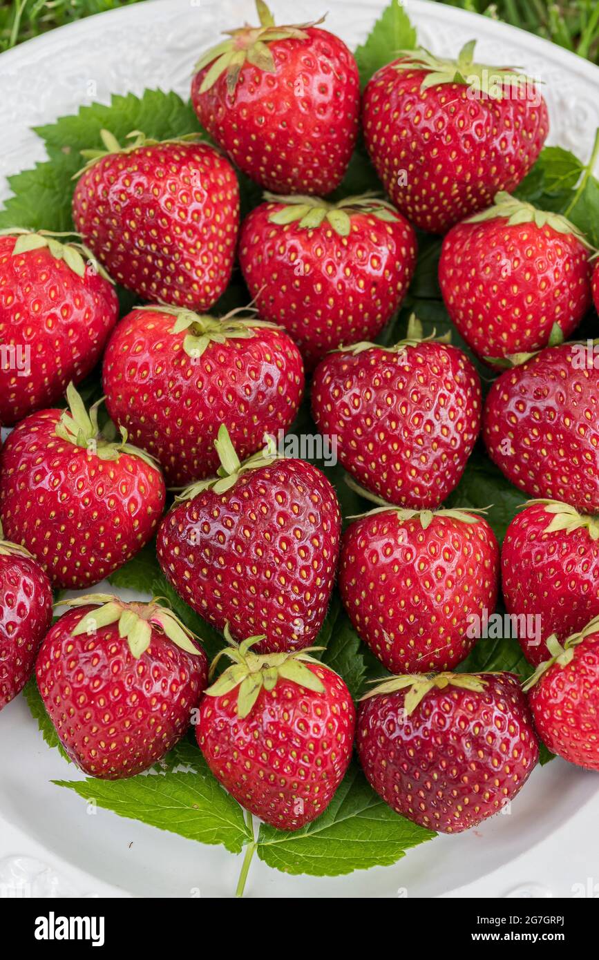 Fragola ibrida, fragola da giardino (Fragaria x ananassa 'malwin', Fragaria x ananassa Malwina, Fragaria ananassa), fragole di cultivar Foto Stock