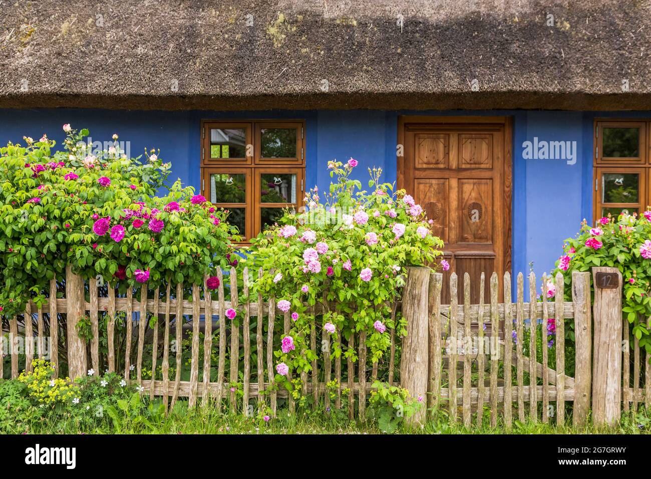 Casa con tetto di paglia blu con recinzione in legno e rose, Germania, Usedom Foto Stock