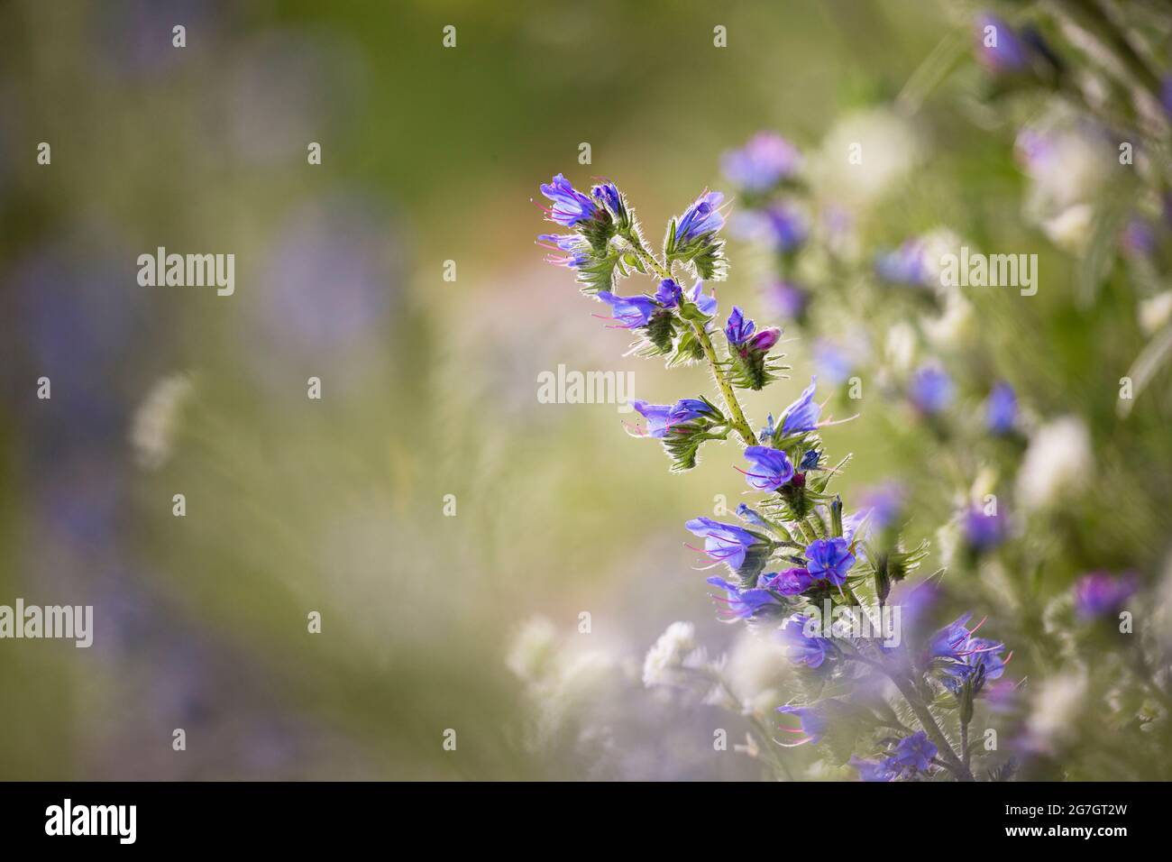 Blueweed, diavolo blu, bugloss di vipera, bugloss di vipera comune (Echium vulgare), fiorente a lato strada, Germania, Meclemburgo-Pomerania occidentale Foto Stock