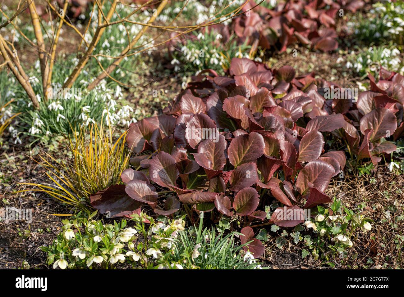 Bergenia (Bergenia cordifolia 'Sunningdale', Bergenia cordifolia Sunningdale), fioritura, cultivar Sunningdale Foto Stock