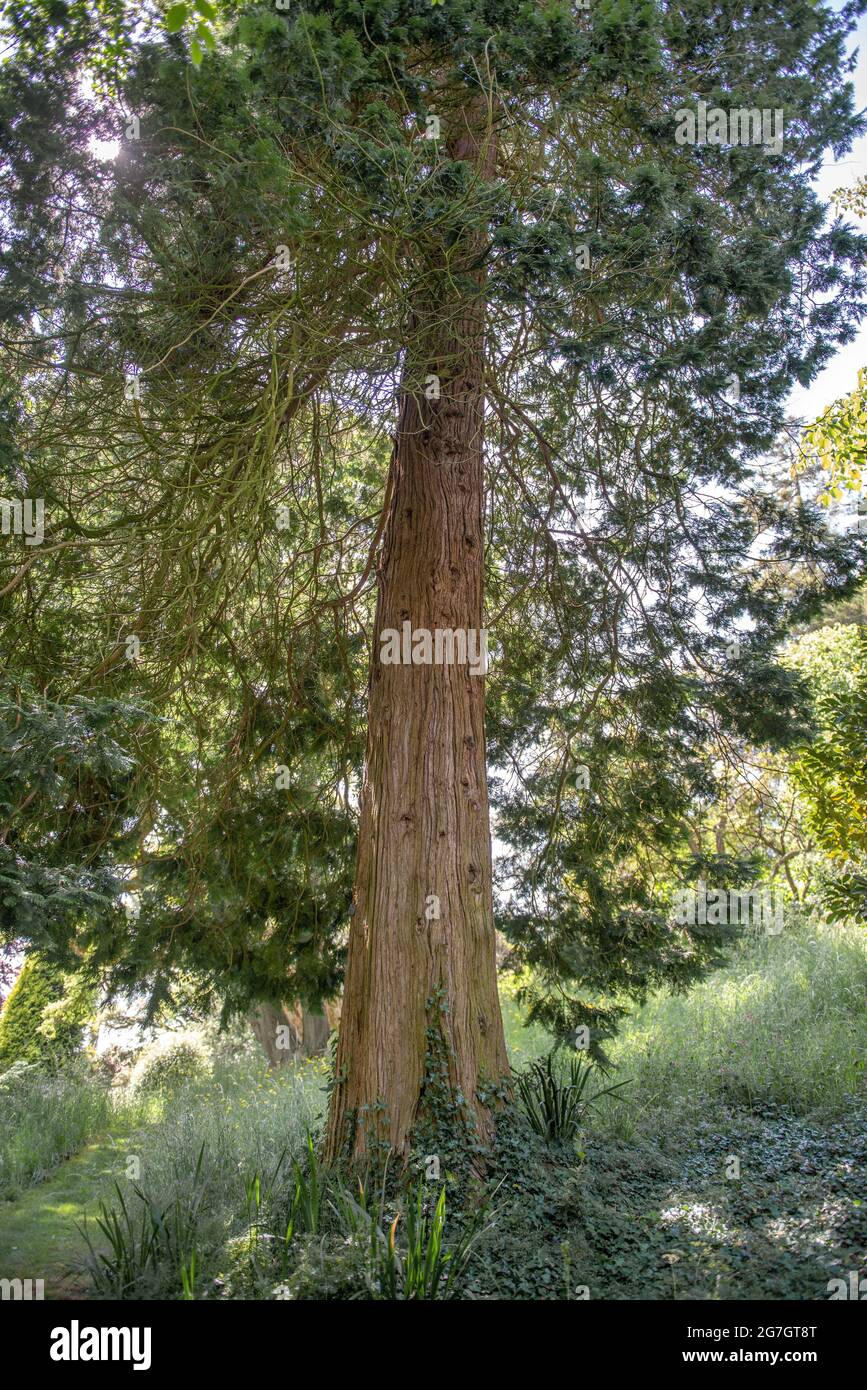 Sawara falsecypress (Chamaecyparis pisifera), tronco, Regno Unito Foto Stock