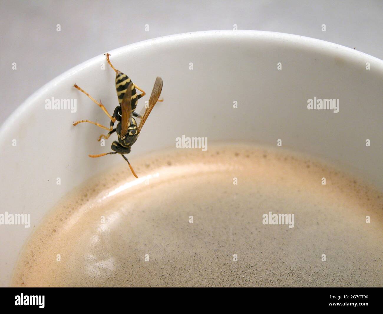 Vespa di carta (Polistes gallica, Polistes dominula), a una tazza di caffè, Austria Foto Stock