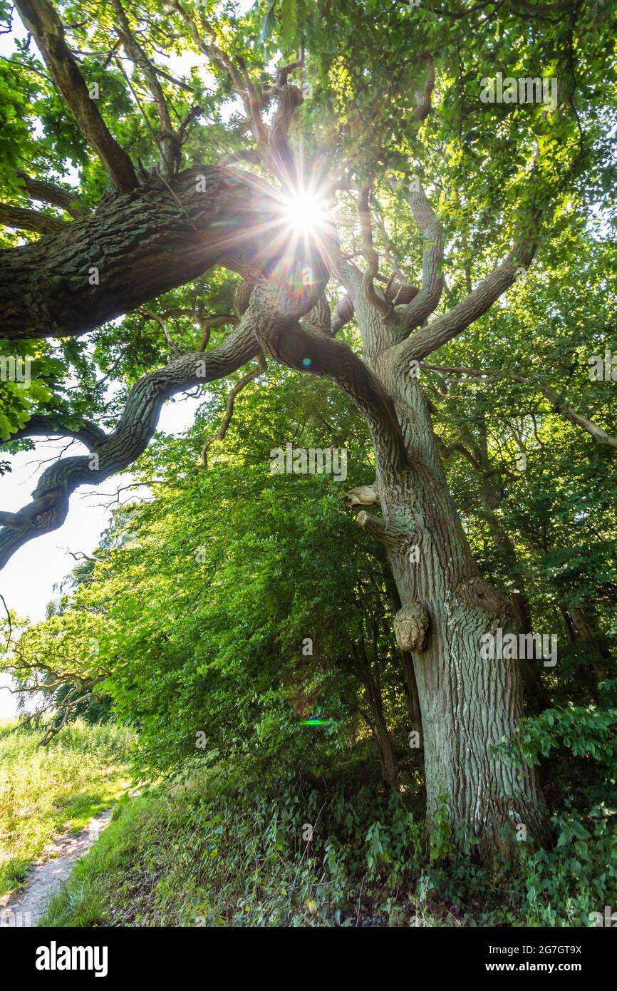 Rovere comune, rovere peduncolato, rovere inglese (Quercus robur. Quercus pedunculata), quercia antica presso la riserva della biosfera Suedost-Ruegen, isola di Vilm, Germania, Foto Stock