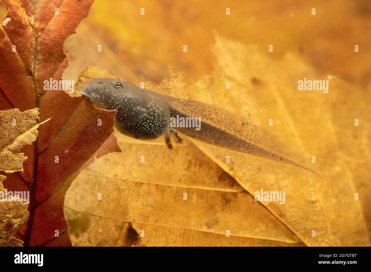 Rana comune, rana d'erba (Rana temporaria), tadpole che alimenta foglia caduta sotto l'acqua, Germania Foto Stock