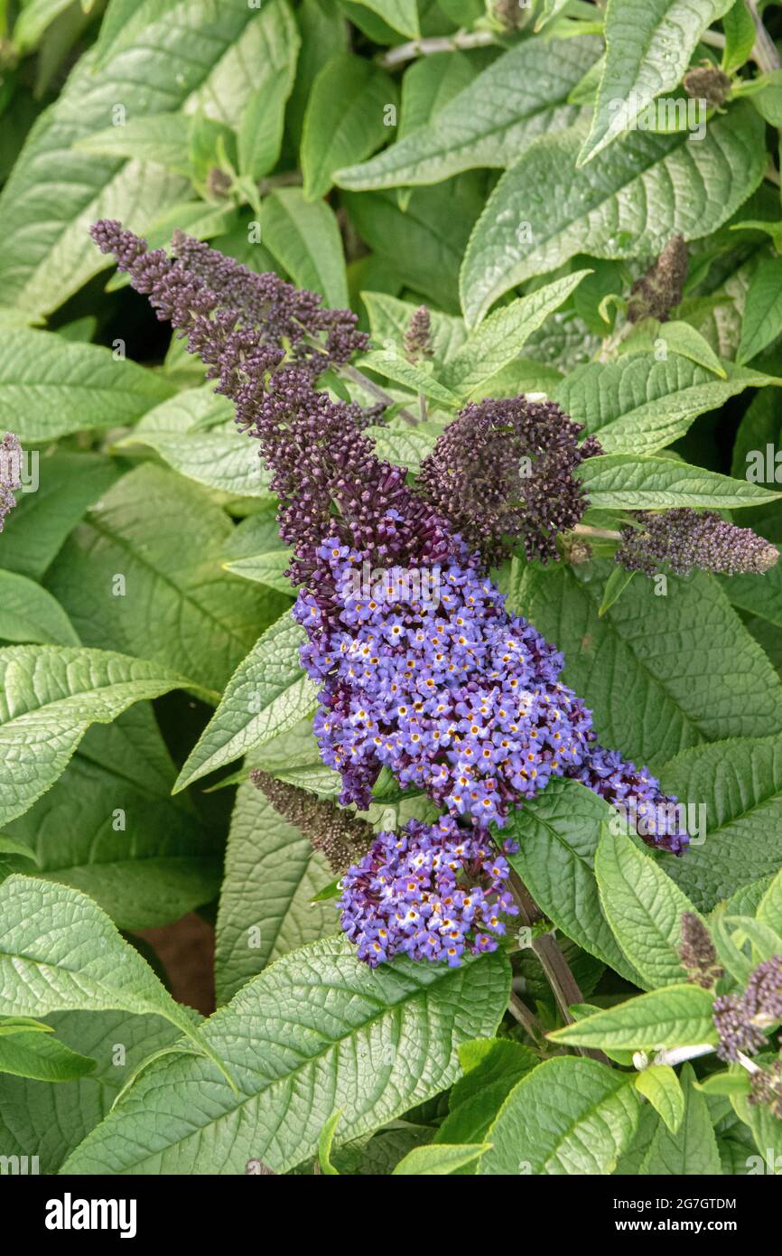Butterfly bush, Violet butterbush, Summer lilla, Butterfly-bush, Orange eye (Buddleja davidii 'Rocketstar Indigo', Buddleja davidii Rocketstar Foto Stock