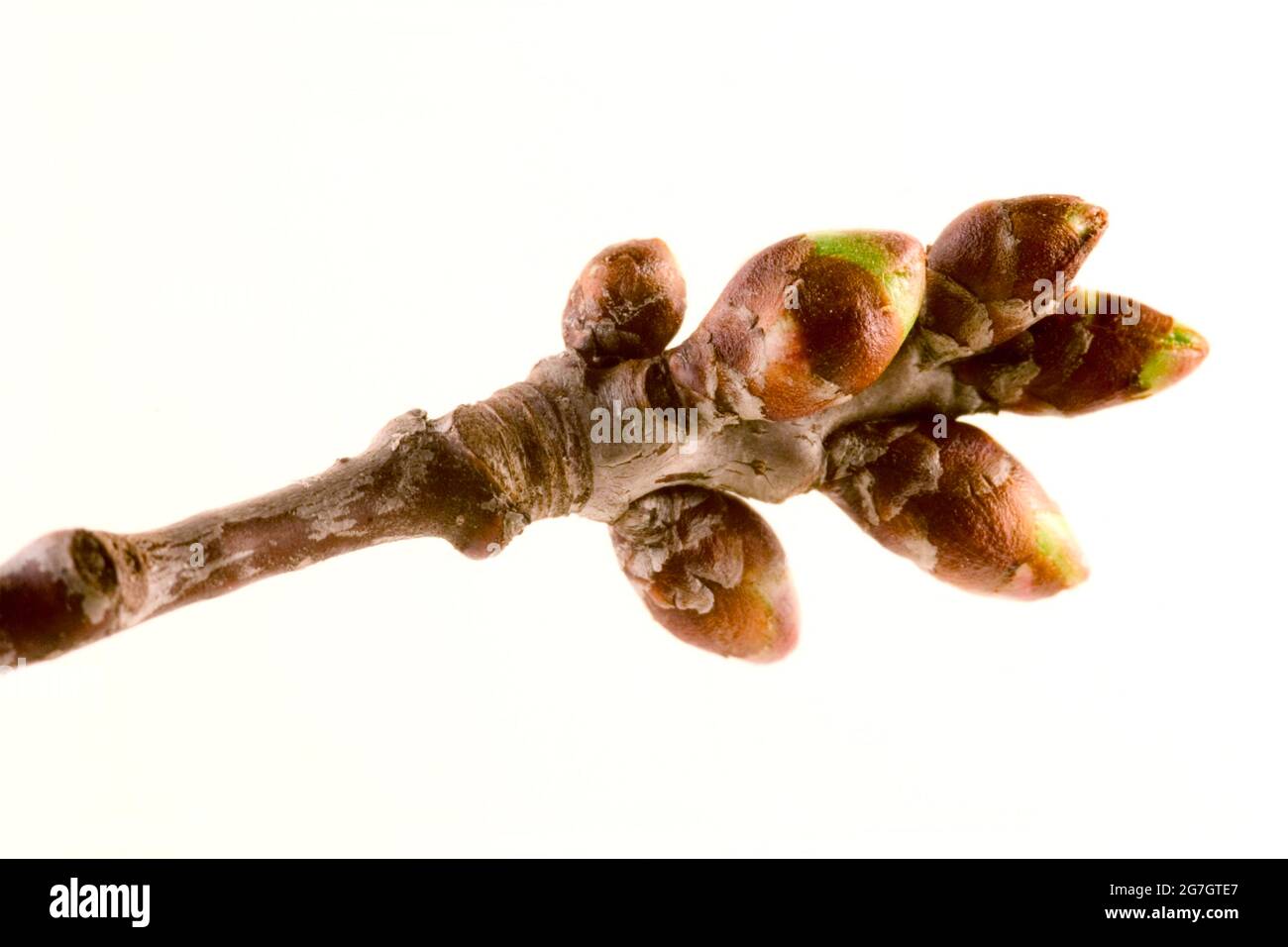 Ciliegio, ciliegia dolce (Prunus avium), ramo con gemme, ritaglio Foto Stock