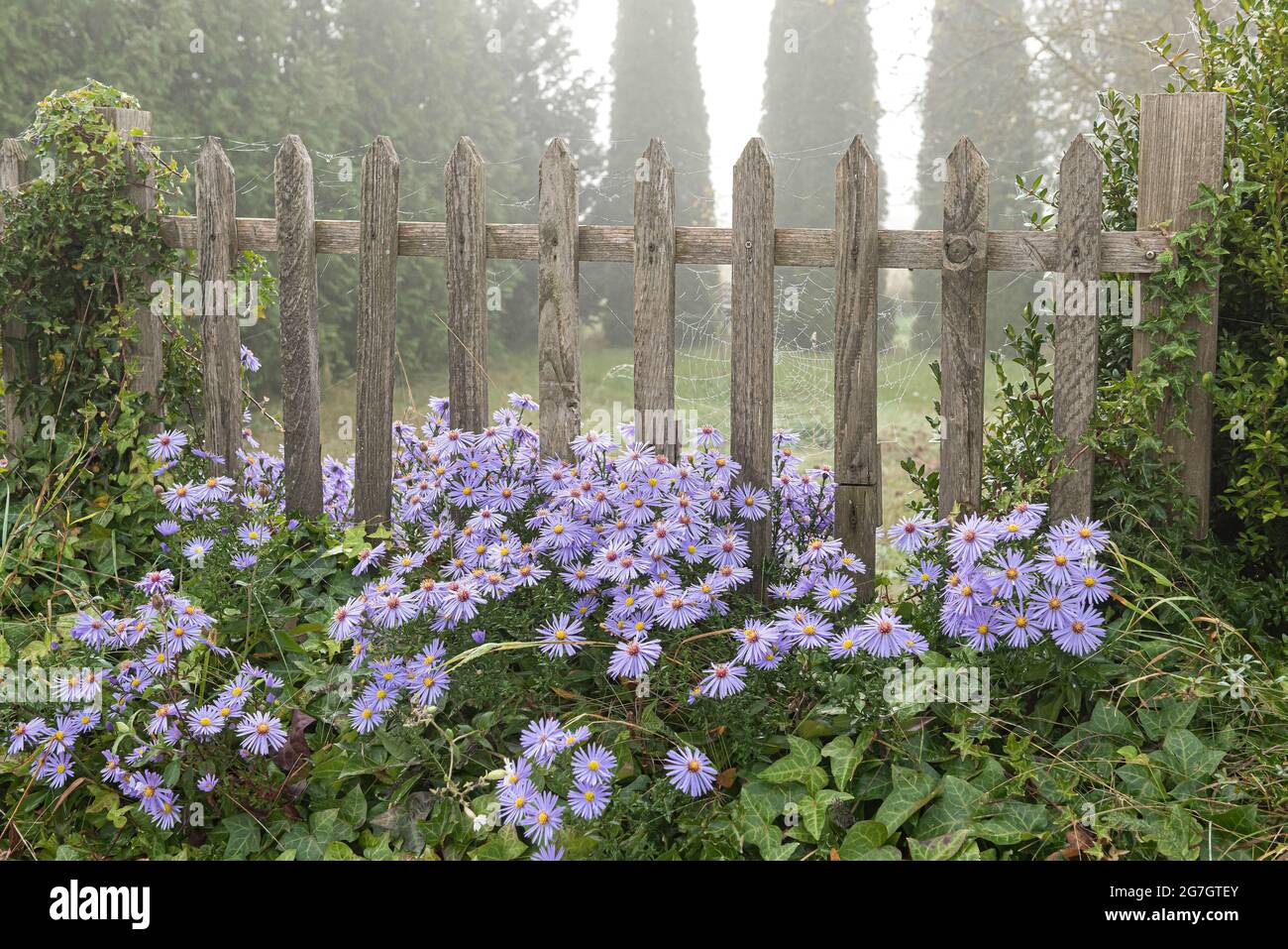 Chinese aster, China Aster (Aster x frikartii 'Wunder von Staefa', Aster x frikartii Wunder von Staefa), cultivar in fiore Wunder von Staefa Foto Stock