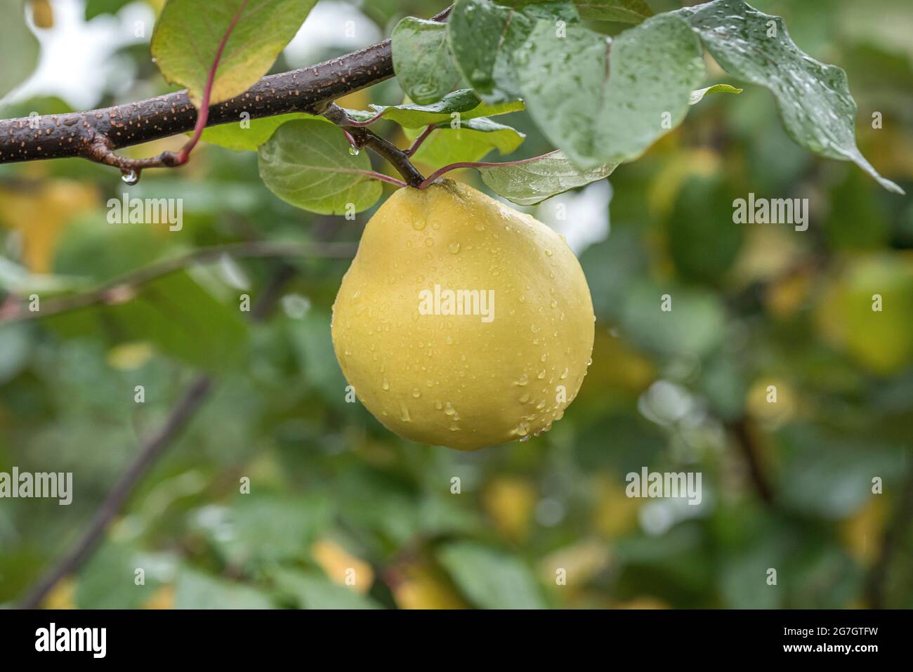 Mela cotogna comune (Cydonia oblonga 'Matador', Cydonia oblona Matador), mela cotogna su un albero, cultivar Matador Foto Stock