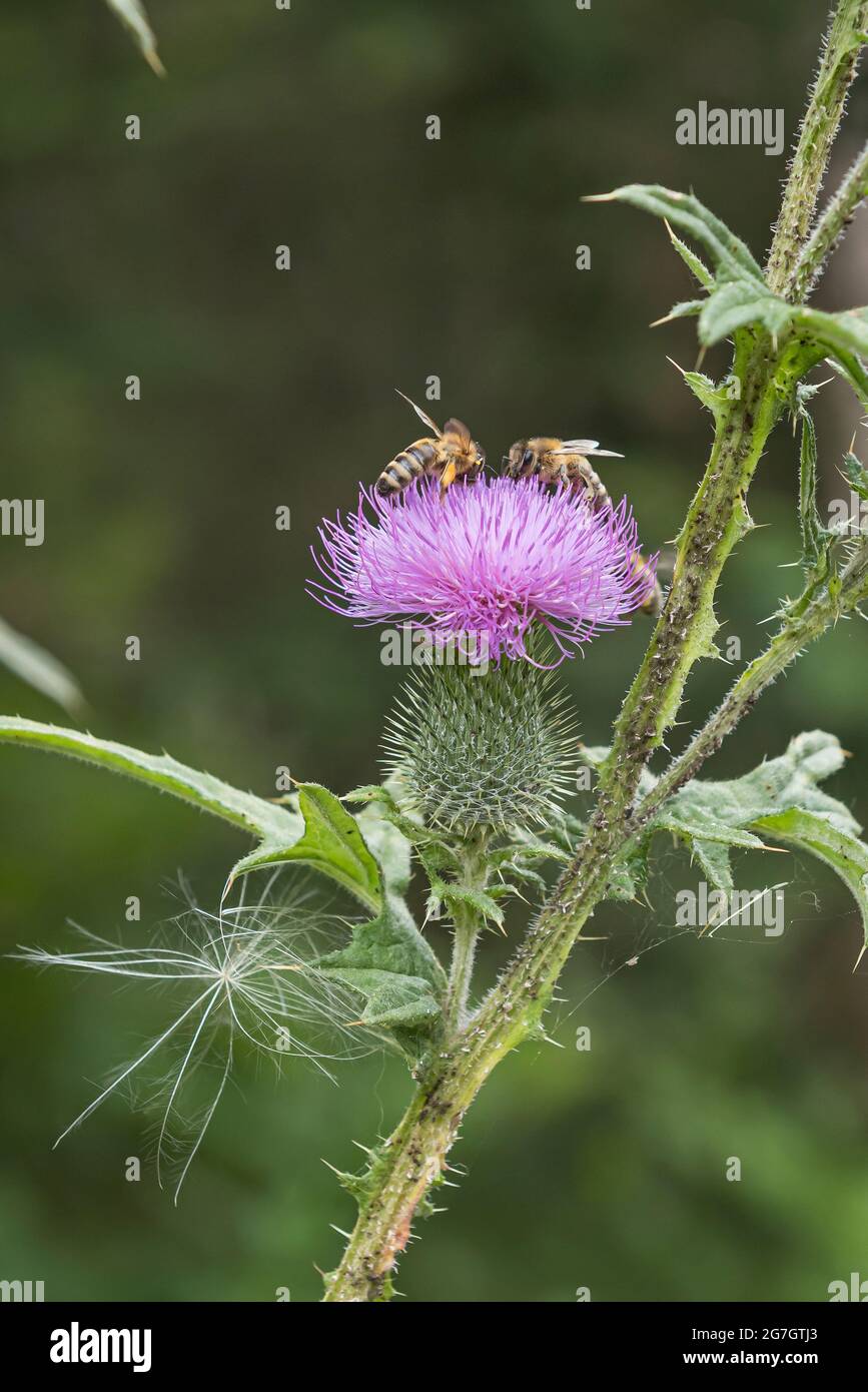 Tistola di toro, tistola comune, tistola di spira (Cirsium vulgare, Cirsium lanceolatum), fiore con api, Germania Foto Stock