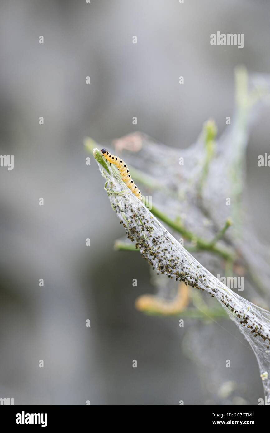 Spindle Ermine (Yponomeuta cagnagella, Yponomeuta cagnagellus), caterpillar presso il comune fuso, Euonymus europaeus, Germania Foto Stock