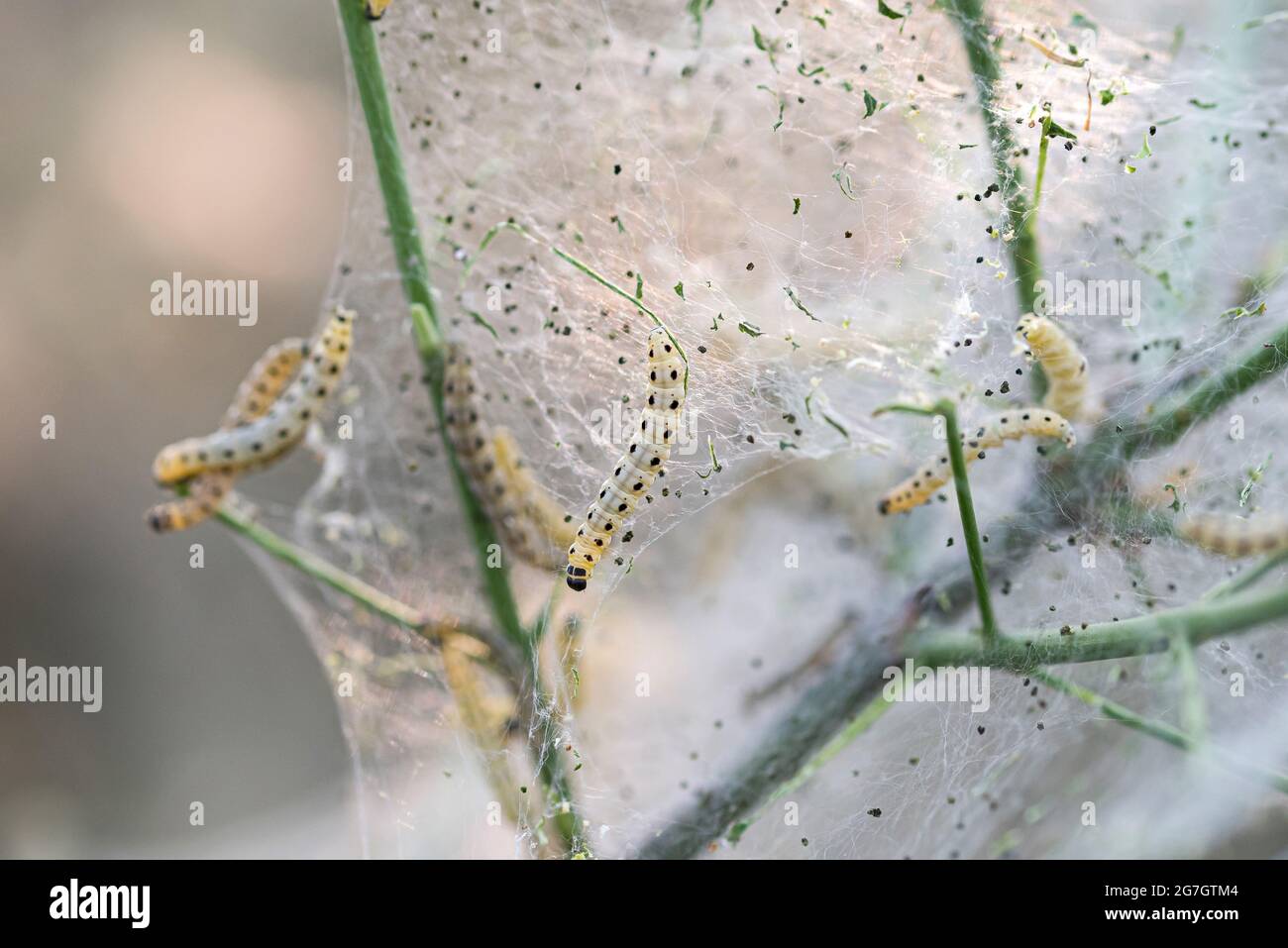 Spindle Ermine (Yponomeuta cagnagella, Yponomeuta cagnagellus), caterpills at Common Spindle, Euonymus europaeus, Germania Foto Stock