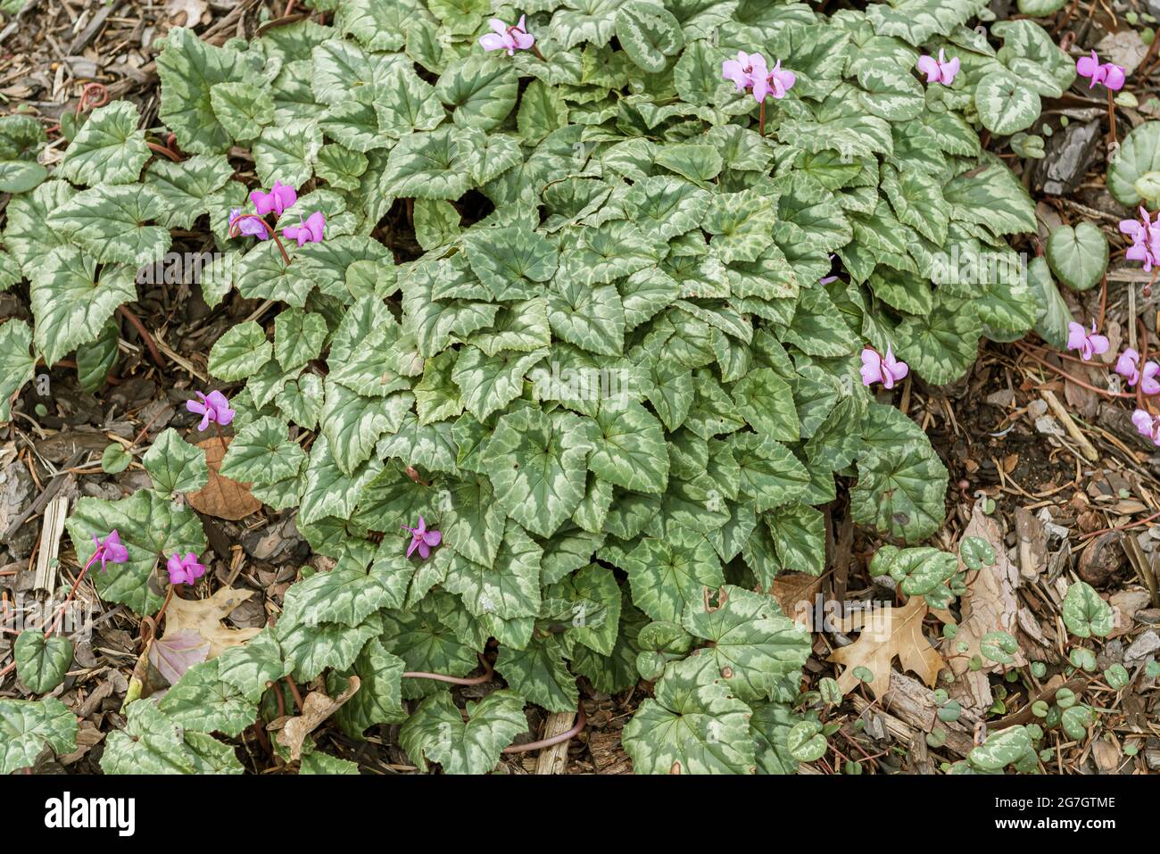 Ciclamino lievitato, ciclamino duro (ciclamino erifolium, ciclamino hederaefolium, ciclamino napolitanum), fioritura, Germania Foto Stock
