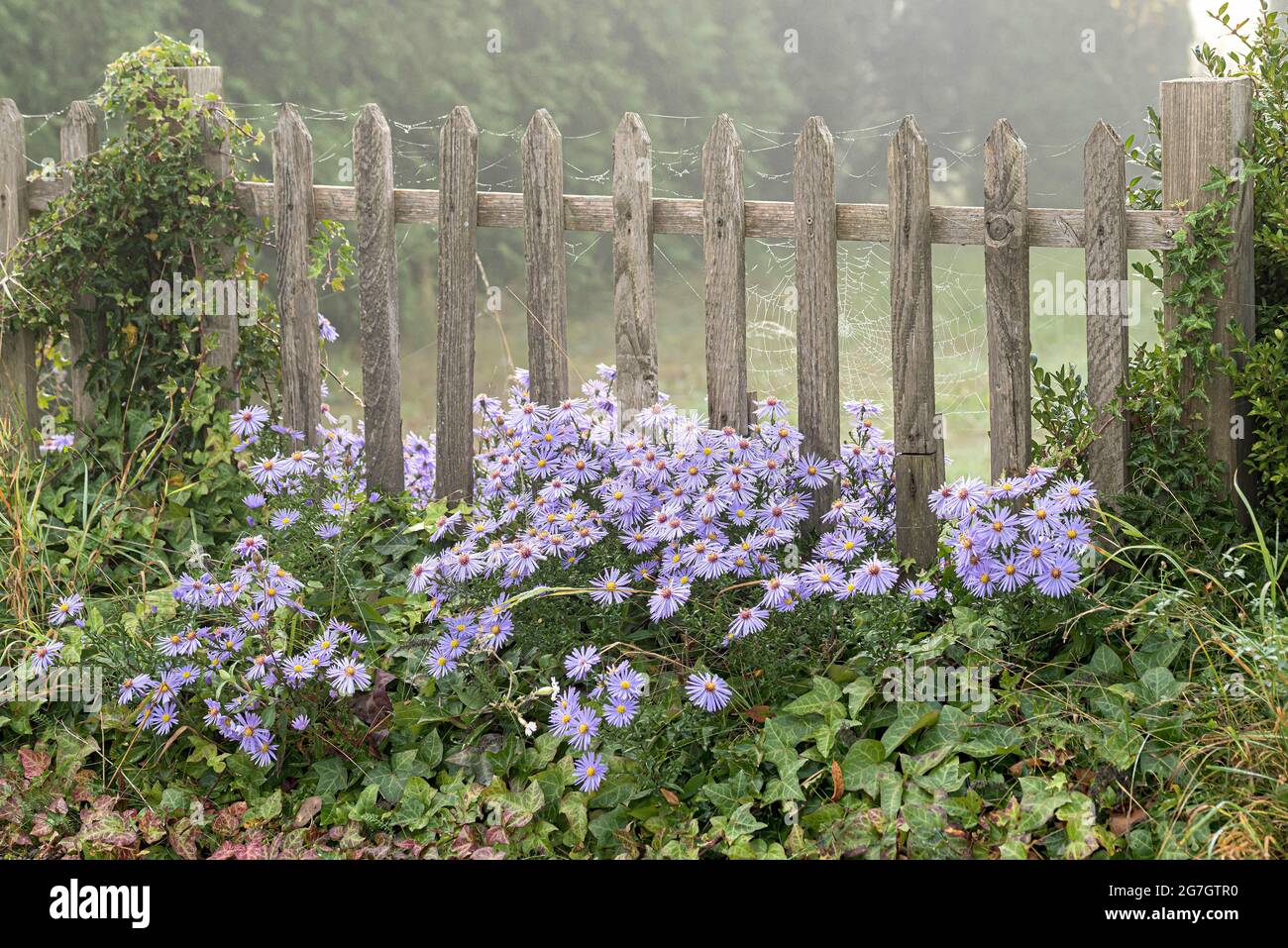 Chinese aster, China Aster (Aster x frikartii 'Wunder von Staefa', Aster x frikartii Wunder von Staefa), cultivar in fiore Wunder von Staefa Foto Stock
