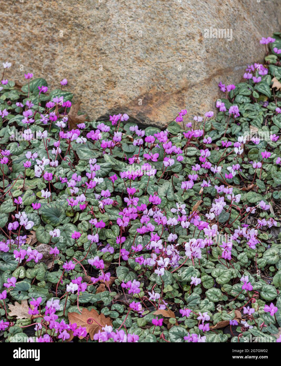 Ciclamino orientale (ciclamino), fioritura, Germania Foto Stock