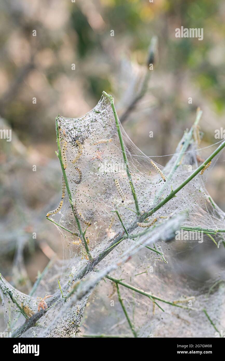 Spindle Ermine (Yponomeuta cagnagella, Yponomeuta cagnagellus), caterpills at Common Spindle, Euonymus europaeus, Germania Foto Stock
