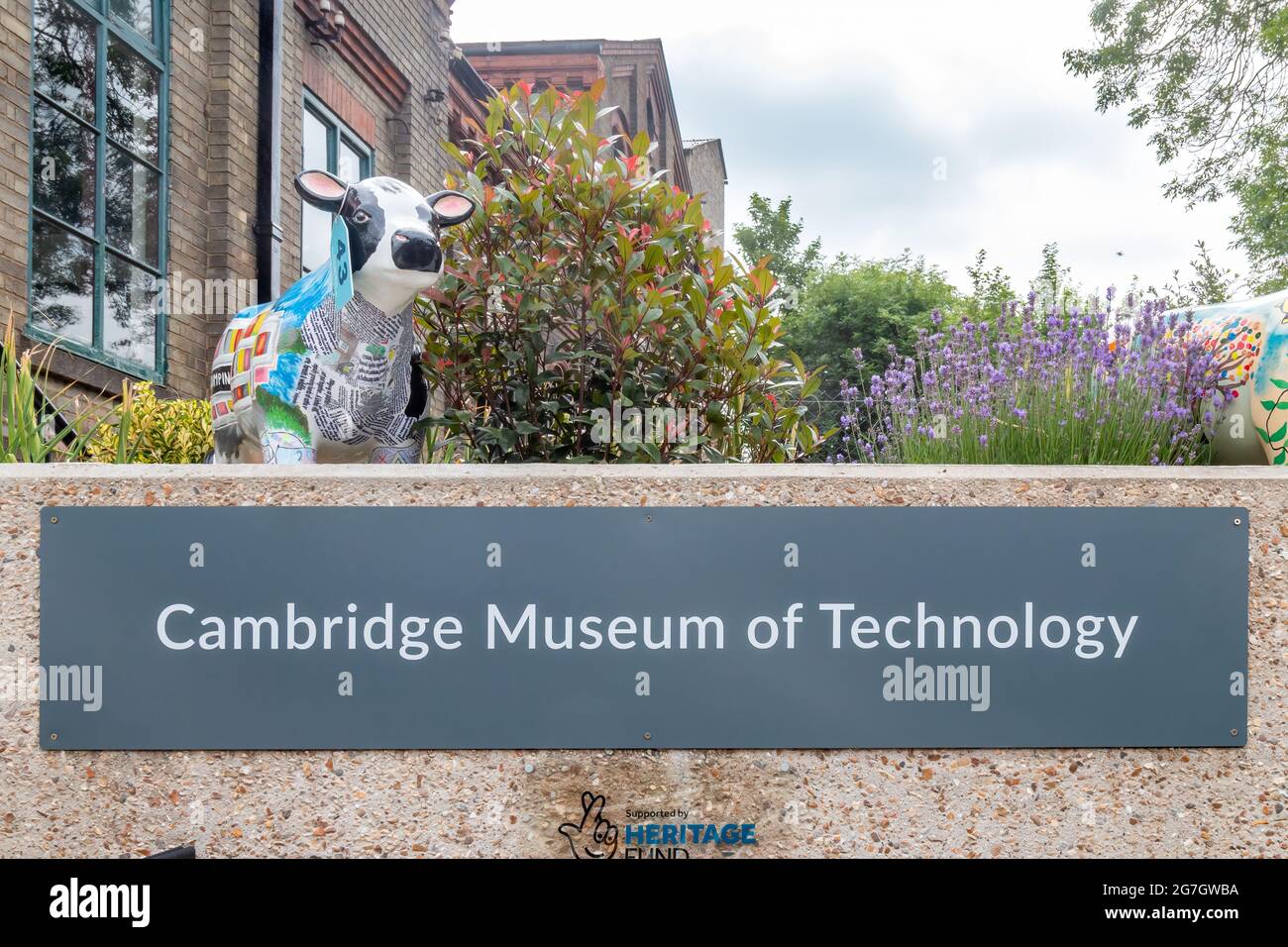 Una statua di mucca decorata, parte del progetto Cows About Cambridge, può essere trovata al Cambridge Museum of Technology. Foto Stock
