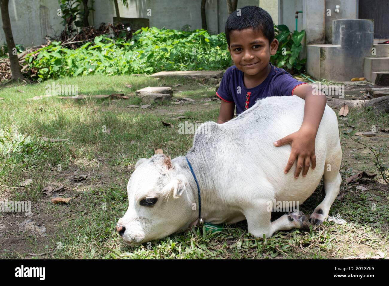 Dhaka, Bangladesh. 14 luglio 2021. Una mucca bianca nana di nome Rani è salutata come la più piccola vacca del mondo, si trova a Nabinagar, periferia di Dhaka, Bangladesh. È 57 libbre, 27 pollici largo e 20 pollici alto. Il proprietario ha fatto domanda al libro di Guinness dei primati e spera che Rani spezzerà il record per la vacca più piccola del mondo. (Foto di Fatima-Tuj-Johora/Sipa USA) Credit: Sipa USA/Alamy Live News Foto Stock