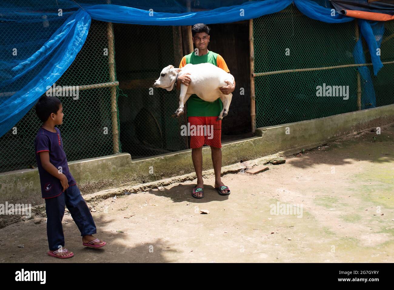 Dhaka, Bangladesh. 14 luglio 2021. Una mucca bianca nana di nome Rani è salutata come la più piccola vacca del mondo, si trova a Nabinagar, periferia di Dhaka, Bangladesh. È 57 libbre, 27 pollici largo e 20 pollici alto. Il proprietario ha fatto domanda al libro di Guinness dei primati e spera che Rani spezzerà il record per la vacca più piccola del mondo. (Foto di Fatima-Tuj-Johora/Sipa USA) Credit: Sipa USA/Alamy Live News Foto Stock