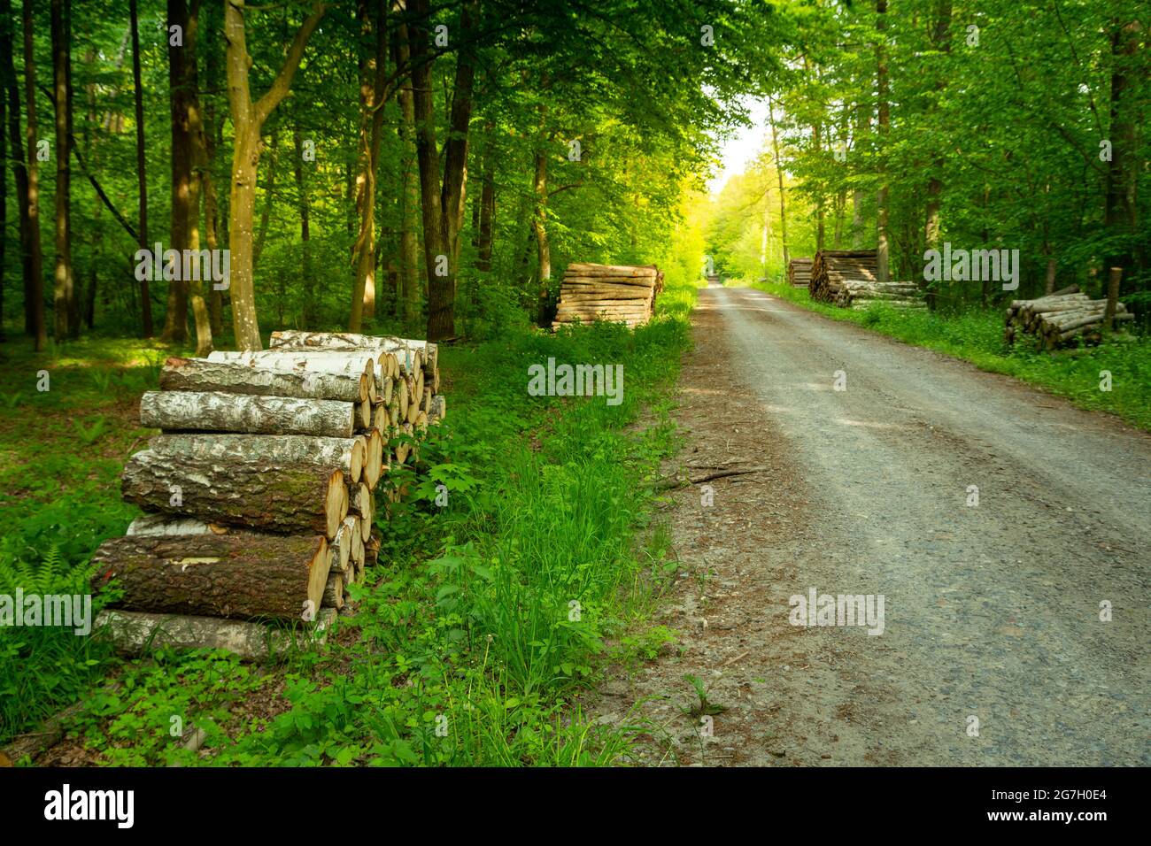 La strada attraverso la foresta verde e mucchi di legno, giorno di primavera Foto Stock