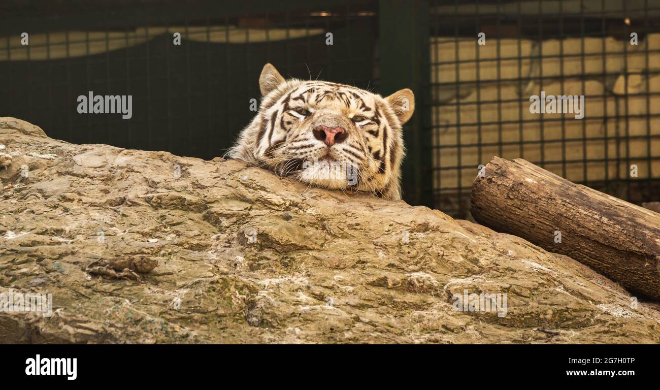 Tigre bianca su una roccia in gabbia, variante pigmentazione della tigre Bengala allo zoo, foto ritratto telefoto Foto Stock