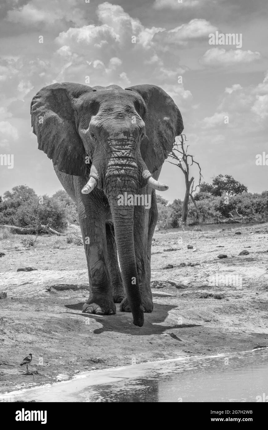 Un singolo elefante si trova di fronte ad un buco di irrigazione nel Parco Nazionale di Chobe, Botswana Foto Stock