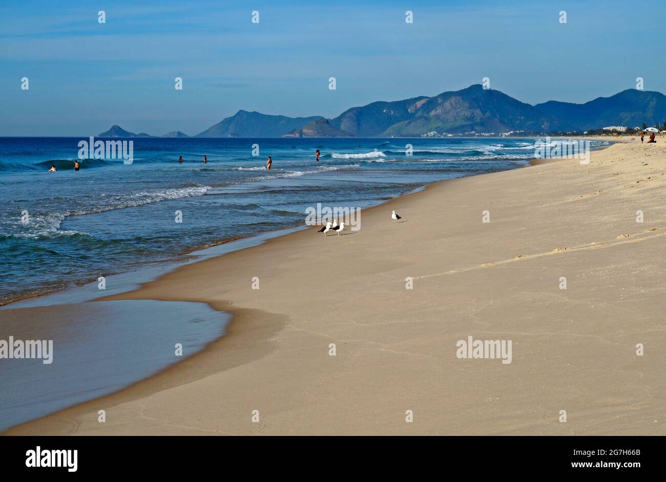 Gabbiani sulla spiaggia di barra da Tijuca, Rio de Janeiro Foto Stock
