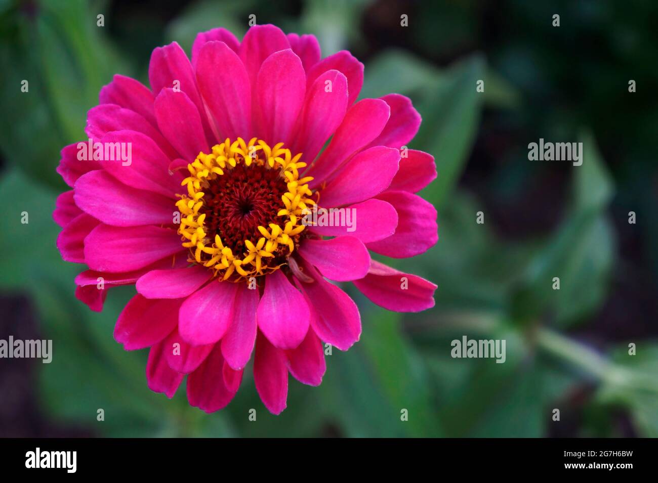 Pink Zinnia flower (Zinnia elegans) Foto Stock