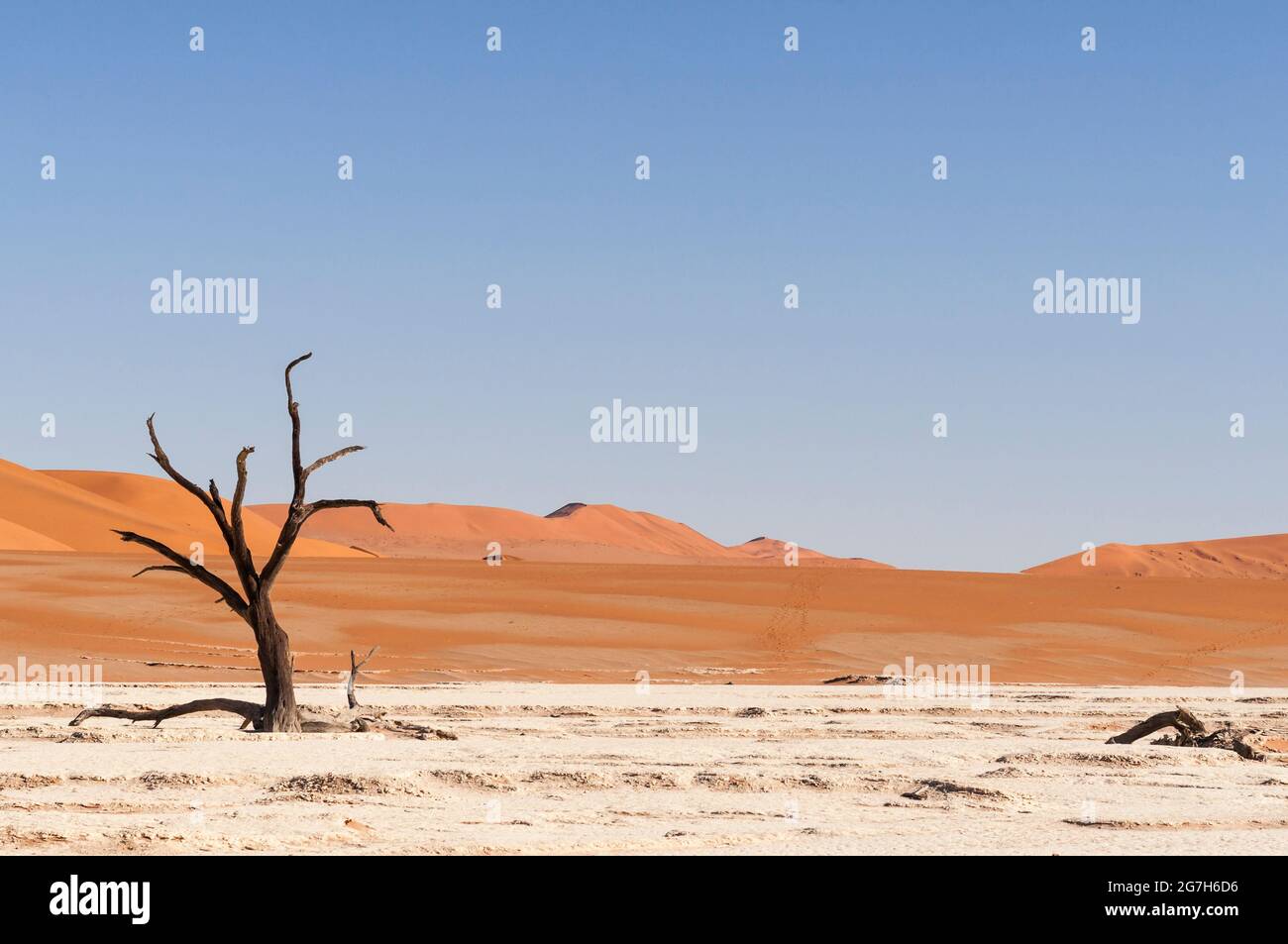 Dune e alberi morti di cammello, Vachellia erioloba, nel deserto del Namib, Dead Vlei, Sossusvlei, Namibia, Africa. Foto Stock