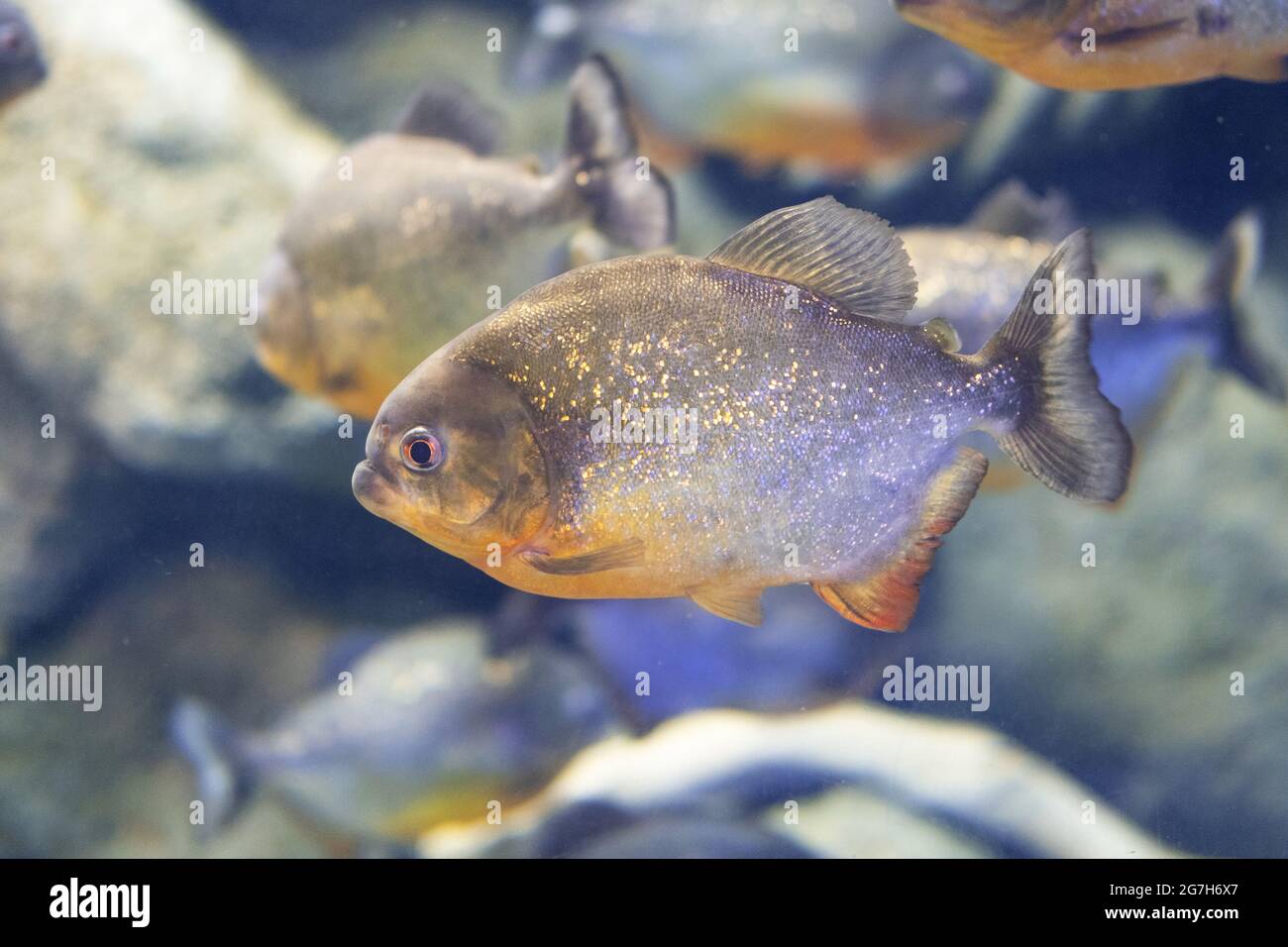 I pesci Piranha si avvicinano all'acquario. Pigocentrus nattereri Foto  stock - Alamy