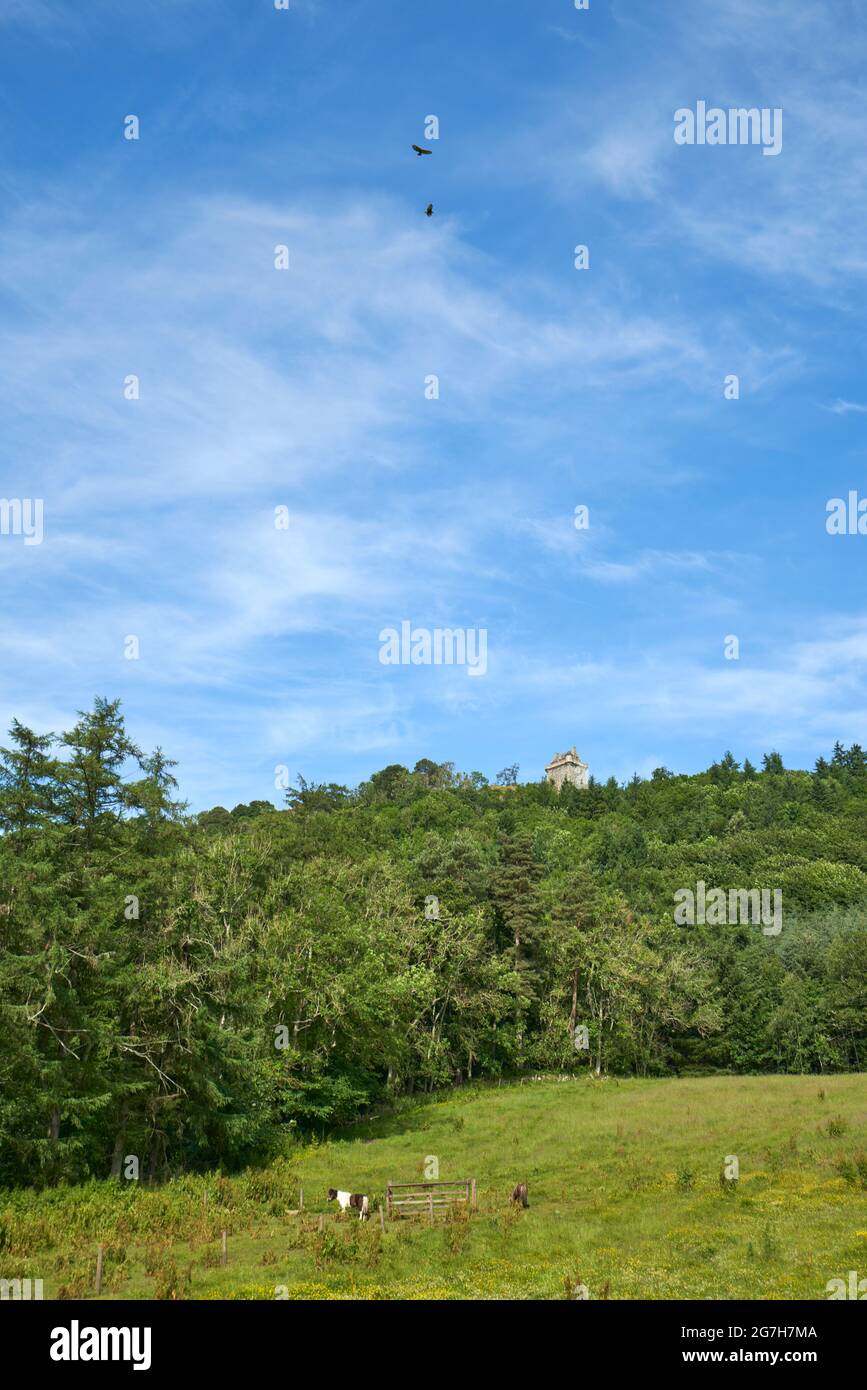 I cicerelli girano sopra il castello di Fatlips, un'icona dei confini scozzesi appollaiata sulla cima di Minto Crags. Foto Stock